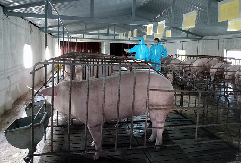 Hỗ trợ giống lợn nái hậu bị ngoại cấp bố mẹ cho các hộ chăn nuôi tái sản xuất