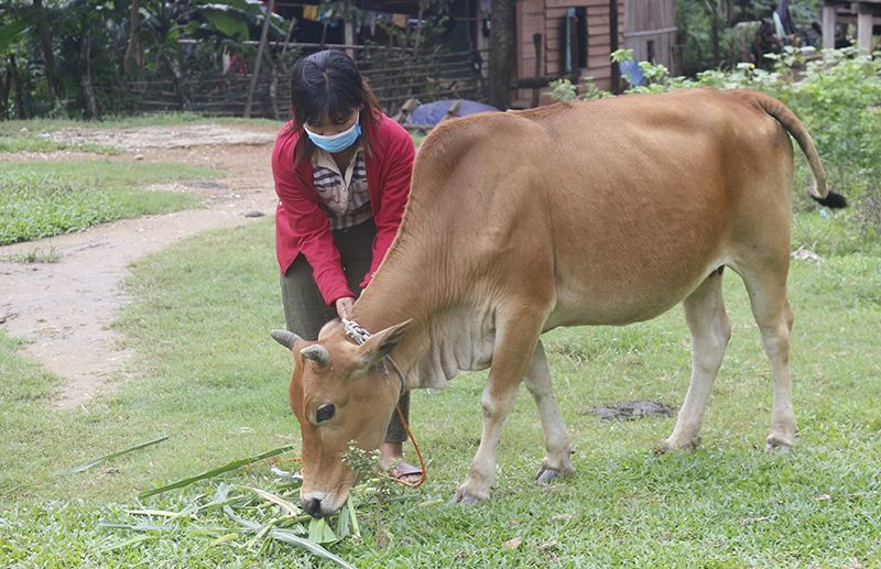 Nhiều hộ dân người Mã Liềng đã biết chăm chút cho những con bò tự mua từ nguồn vốn vay của tổ TK-TD thôn bản.