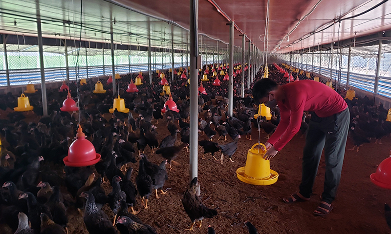 Trang trại của ông Nguyễn Quang Sơn, xã Thanh Thủy (Lệ Thủy) đã tiêu thụ được 6.000 con gà thông qua chương trình kết nối, tiêu thụ nông sản.