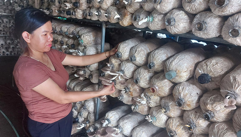 Điểm khác biệt và sáng tạo trong việc trồng nấm sò nâu của HTX là nấm sò không treo theo kiểu truyền thống mà xếp hàng theo kệ. 