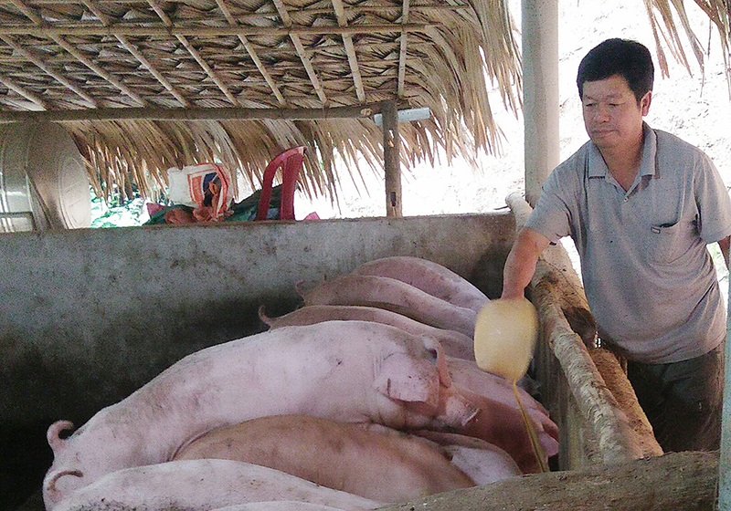 Mô hình nuôi lợn theo phương pháp sinh học của ông Hoàng Văn Lộc bước đầu mang lại hiệu quả kinh tế và giảm thiểu ô nhiễm môi trường.