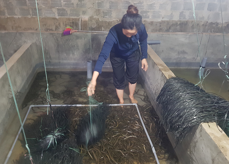 Mô hình khởi nghiệp nuôi lươn không bùn của vợ chồng trẻ Lê Thị Bảy và Phạm Ngọc Tú, thôn Phú Lộc 2, xã Quảng Phú (Quảng Trạch).