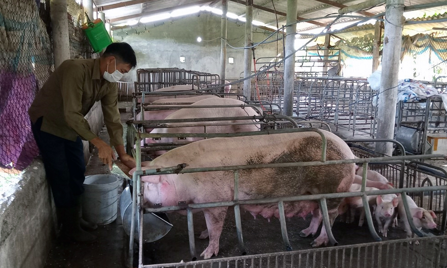 Giá lợn hơi giảm sâu, người chăn nuôi lao đao