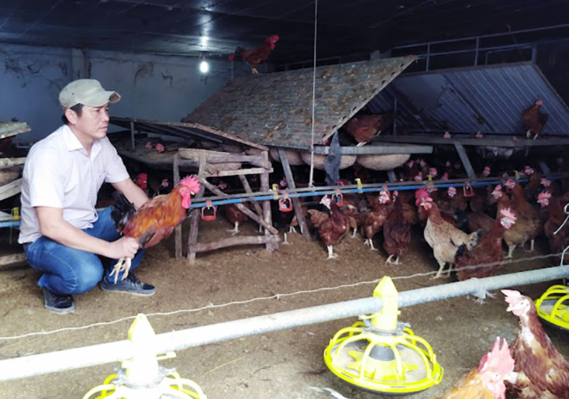 Quảng Ninh: Chăn nuôi "cầm cự" vượt qua khó khăn