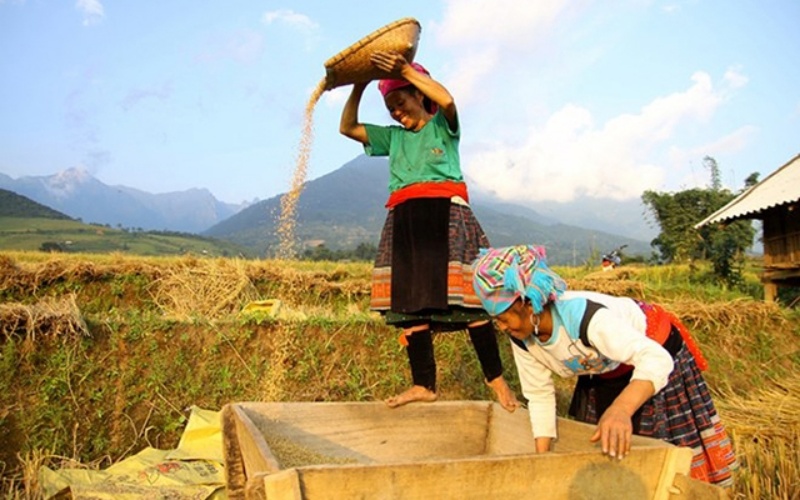 Phụ nữ xã Mường Phăng, Điện Biên tích cực lao động sản xuất, góp phần nâng cao chất lượng cuộc sống, xây dựng nông thôn mới. (Ảnh: NDCT)