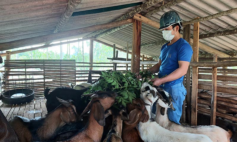 Hiện đàn dê của gia đình anh Nguyễn Chí Hoàng đã phát triển gần 50 con, mang lại thu nhập ổn định.