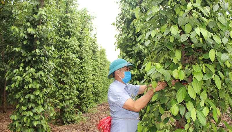 Mô hình trồng tiêu góp phần nâng cao thu nhập cho người dân TDP Truyền Thống (thị trấn NT Việt Trung, huyện Bố Trạch). 