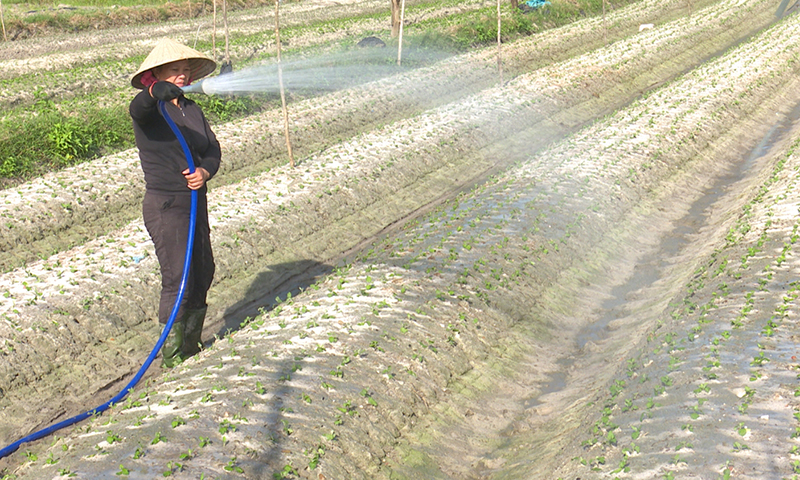 Vụ Tết năm nay, bà con nông dân phường Quảng Long tăng diện tích trồng rau, giảm diện tích trồng hoa.