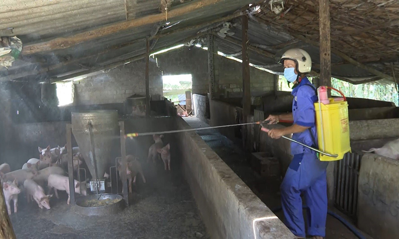 Nông dân Minh Hóa chủ động triển khai các biện phápphòng, chống dịch bệnh cho đàn vật nuôi.