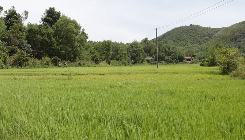  Lúa nước ở Lâm Ninh góp phần bảo đảm an ninh lương thực.