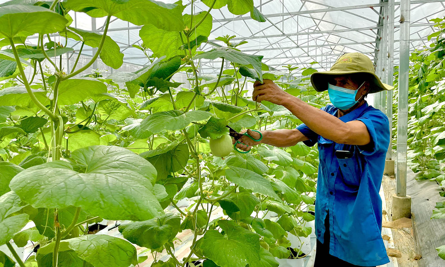 Mô hình trồng dưa lưới trong nhà màng đem lại thu nhập ổn định cho gia đình anh Phạm Ngọc Khiên ở thôn Bắc Sơn, xã Thanh Hóa (Tuyên Hóa).