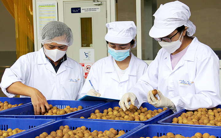 Người lao động tại Công ty cổ phần chế biến thực phẩm sạch Vân Hồ, Sơn La (Ảnh minh họa: Ngọc Tuấn)