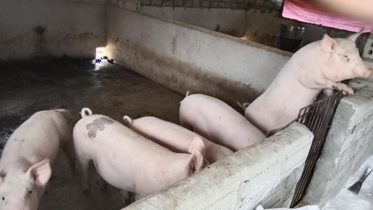 Đàn lợn của gia đình ông Xuân bị mắc bệnh dịch tả lợn châu Phi.