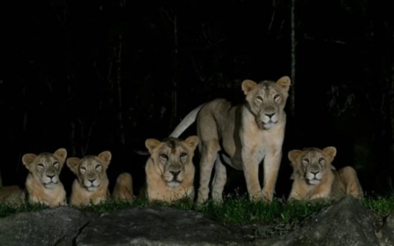  Sư tử ở công viên Night Safari. (Ảnh: Night Safari)