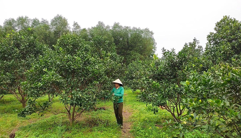 Vườn cam mật của gia đình chị Trần Thị Hạnh.