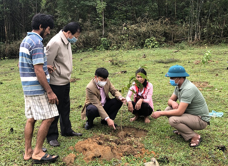 Ủy ban MTTQVN huyện Minh Hóa hướng dẫn người dân trồng cây dổi làm vườn mẫu.