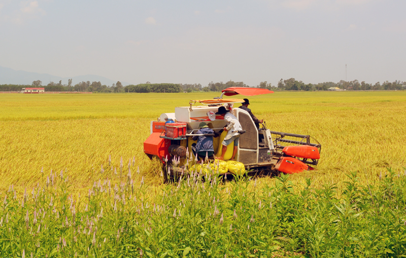 Sản xuất nông nghiệp ở Bố Trạch tiếp tục trở thành “bệ đỡ” kinh tế trong bối cảnh dịch bệnh Covid-19.