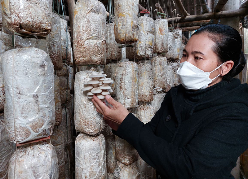 HTX nấm sạch Lộc Hạ có thị trường ổn định sau nhiều năm phát triển.