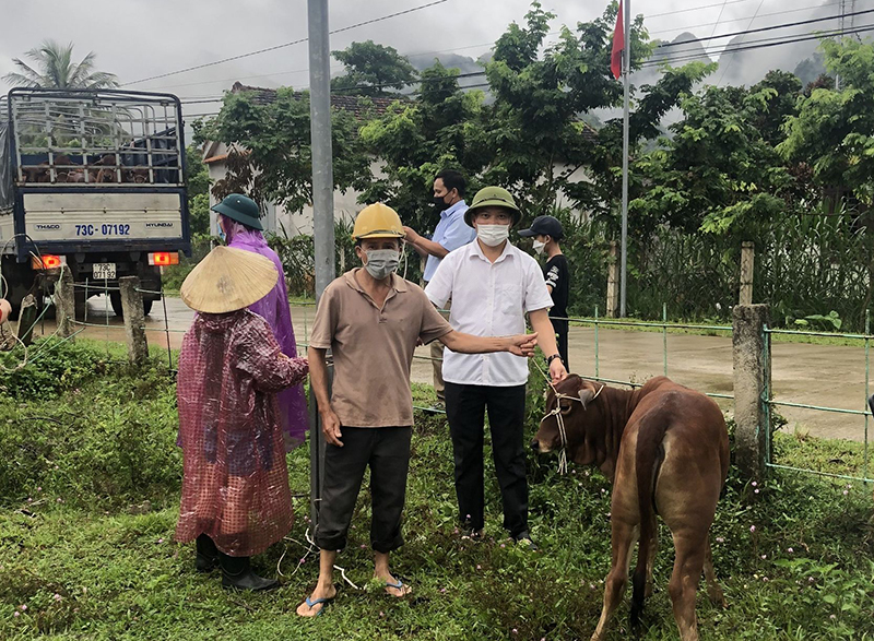 Ủy ban MTTQVN huyện Minh Hóa trao bò giống cho các hộ hưởng lợi.