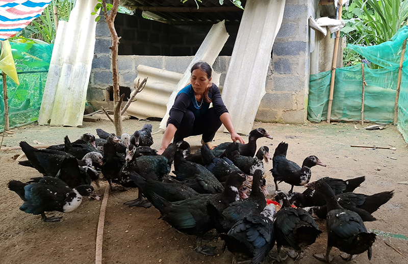 Gia đình chị Hồ Thị Lý (bản Chuôn, xã Kim Thủy) được hỗ trợ con giống để chăn nuôi, phát triển kinh tế.