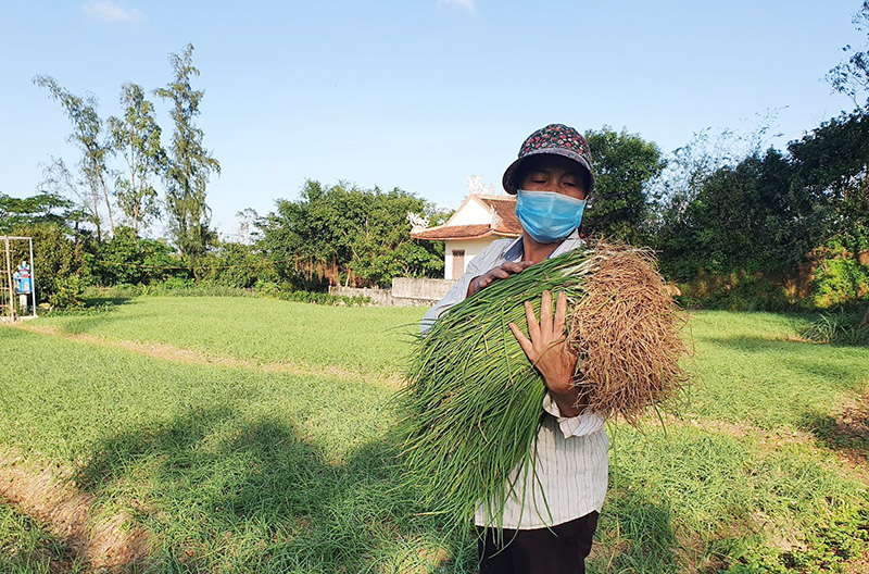 Cây nén giúp nhiều hộ dân xã Hoa Thủy thoát nghèo.