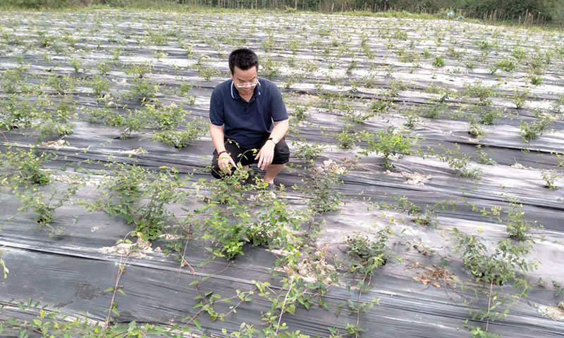 Mô hình trồng và khôi phục cây dược liệu của Công ty TNHH Thảo Mộc Nhân Sơn Dược.