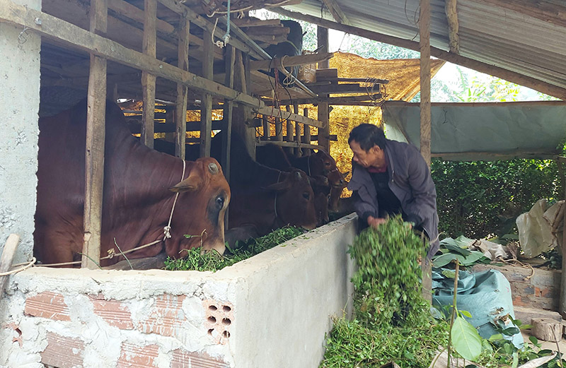 Gia súc được người dân Tuyên Hóa nuôi nhốt, chuẩn bị đầy đủ thức ăn trong thời gian mưa rét