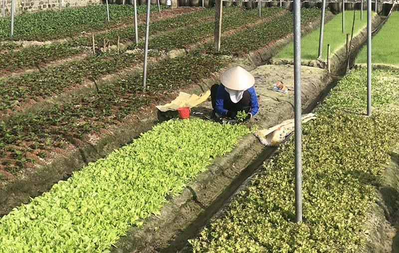 Nông dân huyện Lệ Thủy gieo trồng các loại cây rau màu vụ đông-xuân 2021-2022.