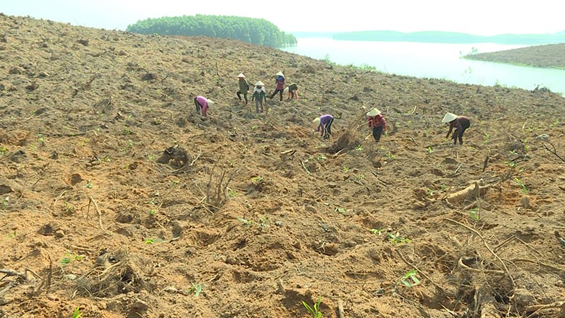 Người dân huyện Lệ Thủy trồng rừng gỗ lớn.