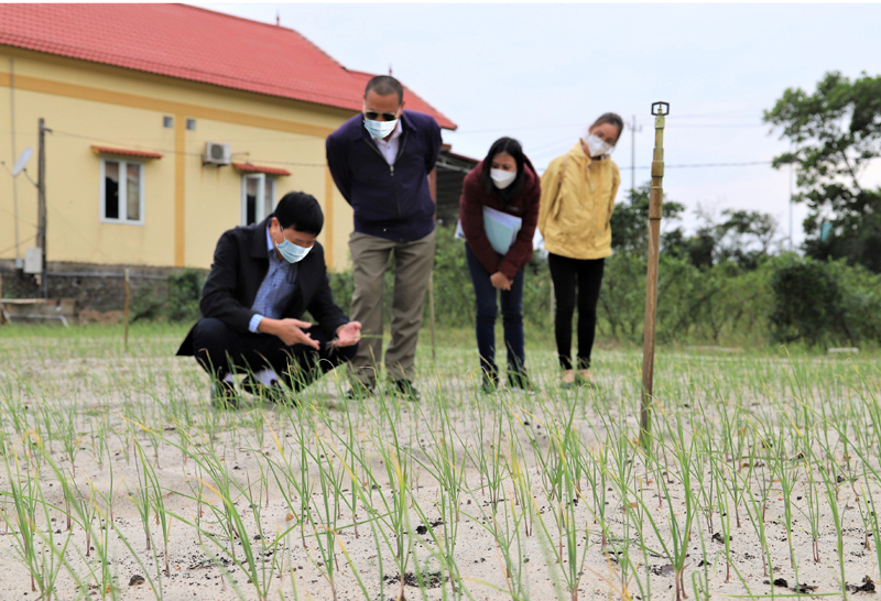 Sở KH-CN kiểm tra tiến độ thực hiện nhiệm vụ KH-CN liên kết “Trồng thử nghiệm giống tỏi Lý Sơn trên vùng đất cát tại huyện Quảng Ninh”
