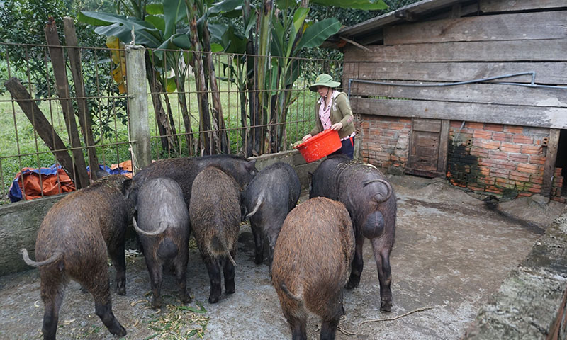 Chị Cao Thị Tuyết Mai (vợ anh Thiêm) chăm sóc đàn lợn rừng của gia đình.