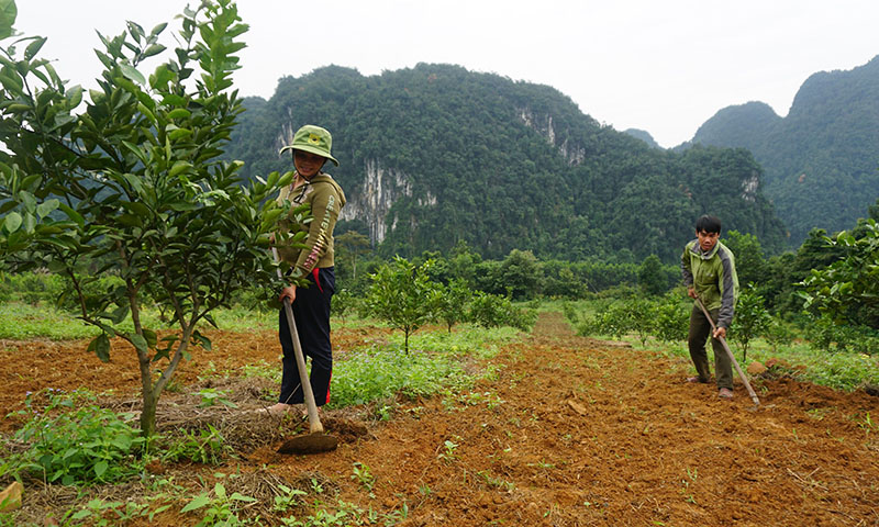 Vợ chồng anh Đinh Hữu Thiêm chăm sóc vườn cam mới trồng do Công an tỉnh hỗ trợ giống.