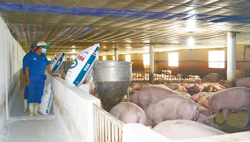 100% cơ sở chăn nuôi trên địa bàn xã Sơn Lộc được chứng nhận an toàn dịch bệnh.