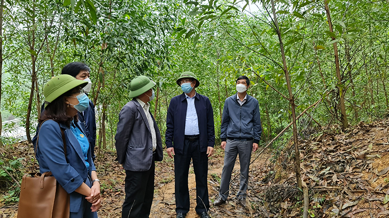 Lãnh đạo Sở Nông nghiệp-PTNT thăm mô hình trồng keo nuôi cấy mô tại bản Cây Bông, xã Kim Thủy (Lệ Thủy).
