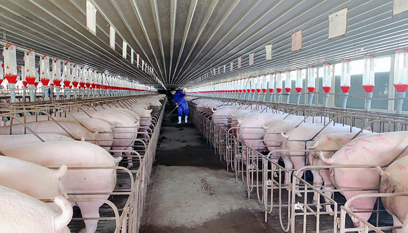  Hệ thống chuồng trại của Công ty TNHH Buntaphan Quảng Bình được xây dựng khép kín, bảo đảm các quy định về ATTP trong chăn nuôi.
