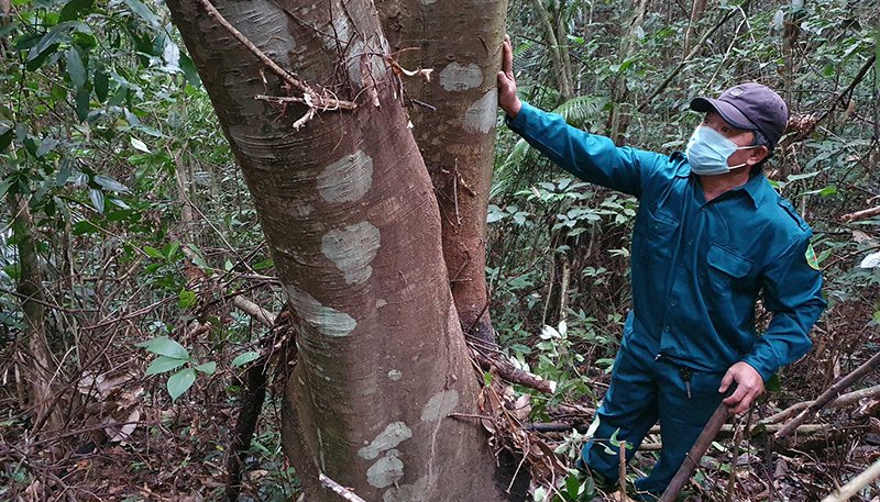 Trong rừng anh Hòa bảo vệ có rất nhiều cây gỗ quý.