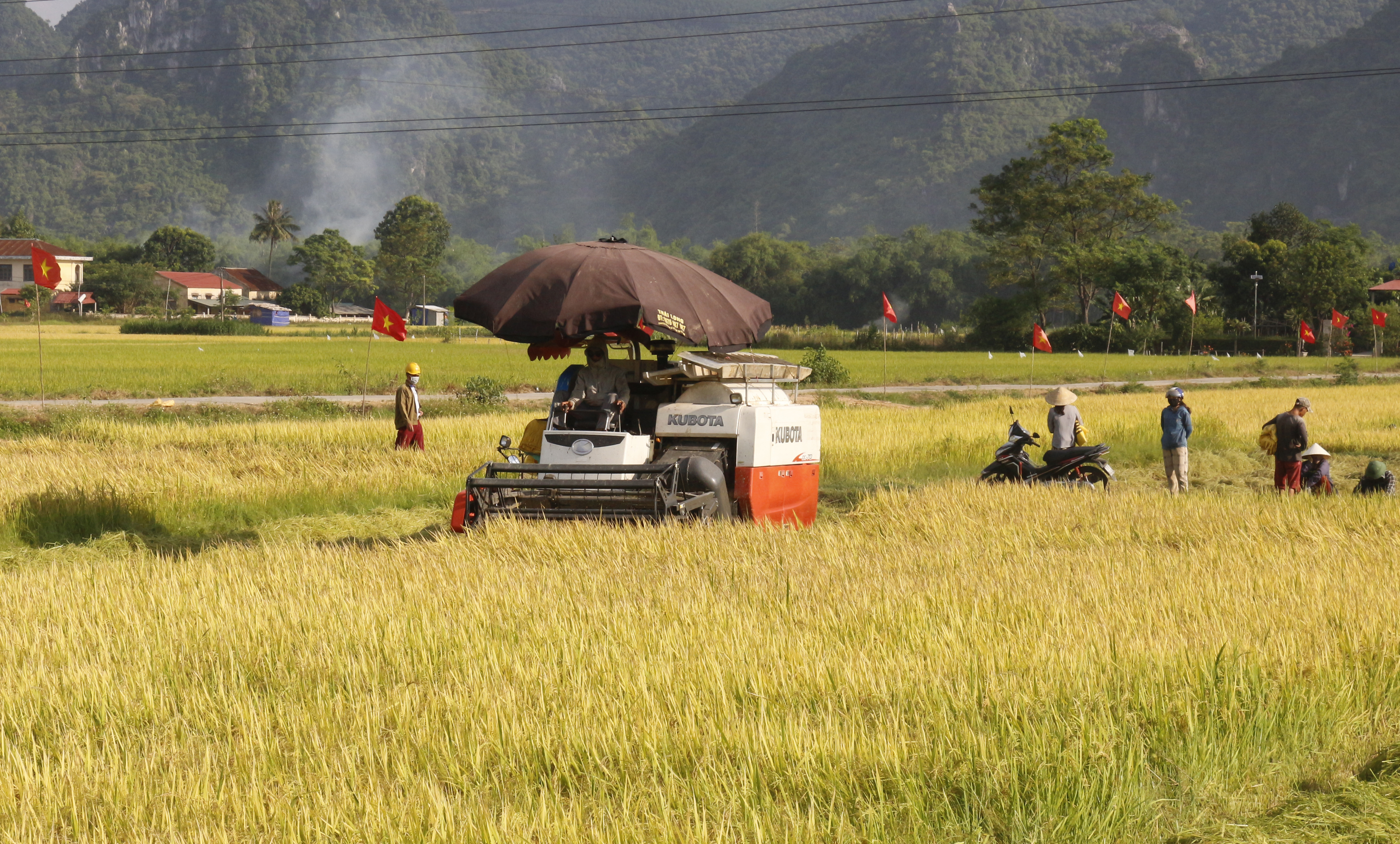 Năm 2021, sản xuất nông nghiệp của huyện Tuyên Hóa được mùa toàn diện.    HÌNH ẢNH ĐÍNH KÈM