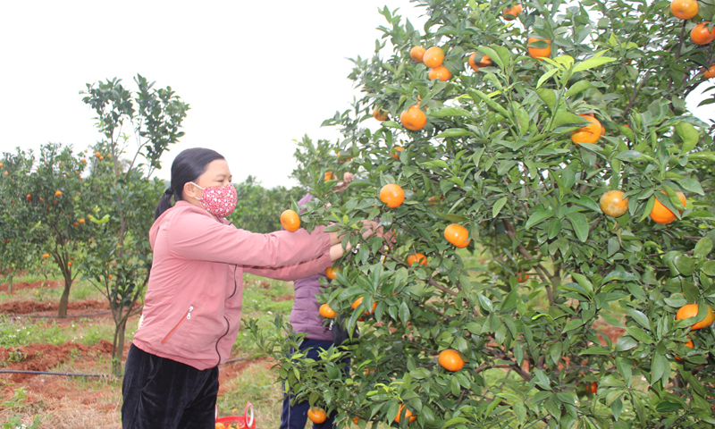 Chị Nguyễn Thị Hương Giang (thôn Cà, xã Hòa Trạch, Bố Trạch) đang thu hoạch lứa cam đầu tiên của gia đình.
