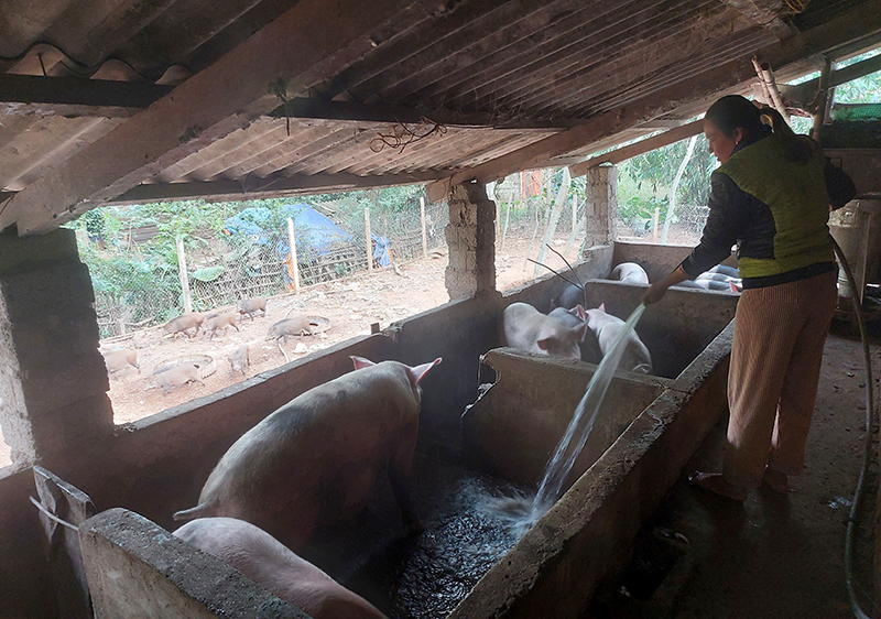 Chị Cao Thị Dung chăm sóc đàn lợn để kịp xuất bán trong dịp Tết Nguyên đán sắp tới.
