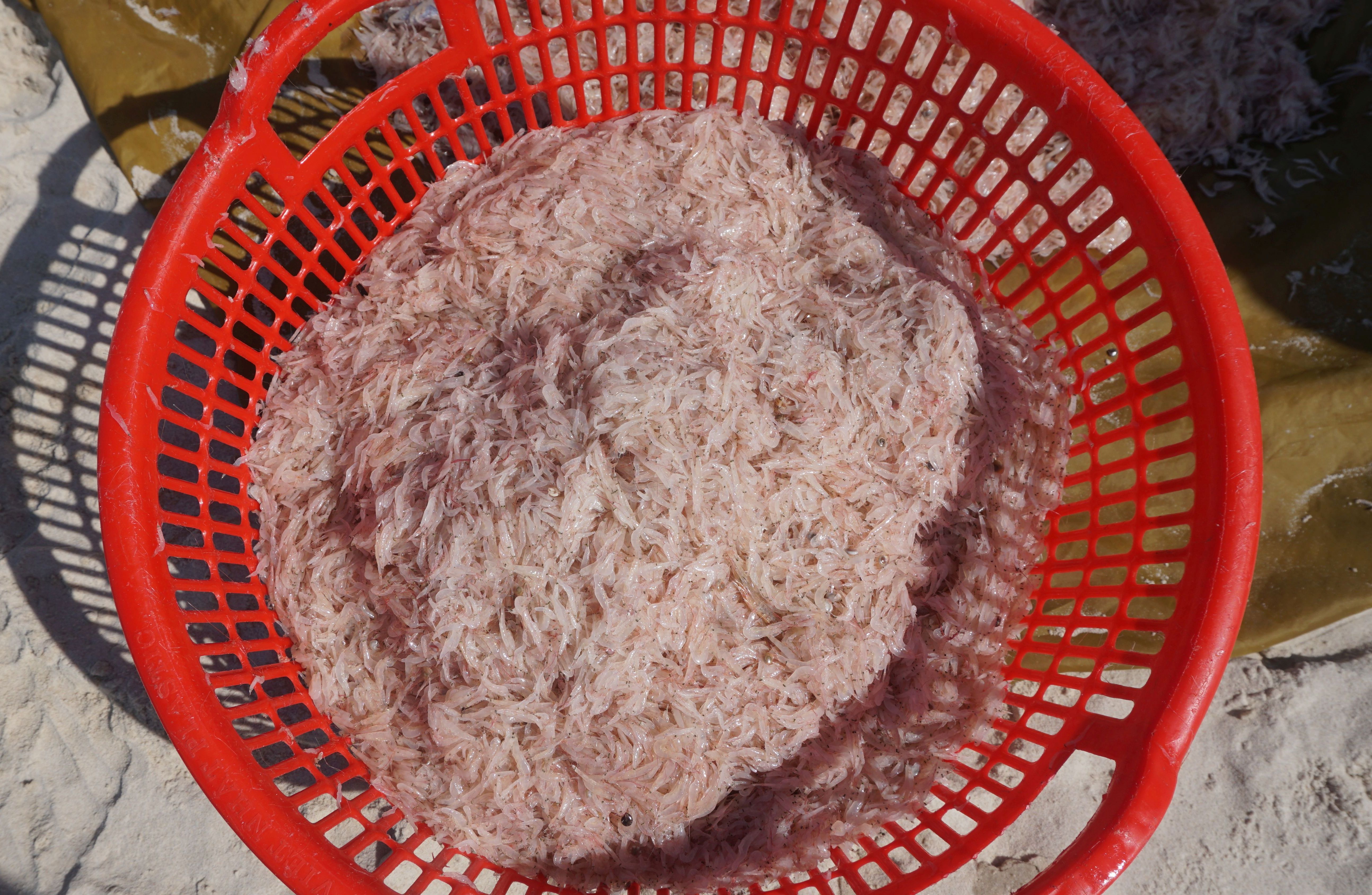Con ruốc tươi ngon, ngoài ăn tươi còn chế biến được nhiều món đặc sản của vùng biển Quảng Bình.