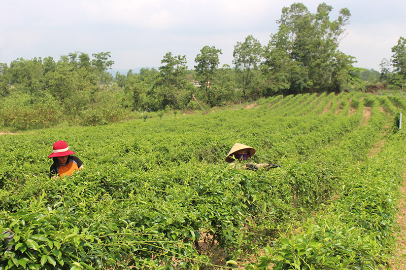 Các mô hình khuyến nông trên địa bàn huyện Bố Trạch phát huy hiệu quả (Trong ảnh: Mô hình trồng cây dược liệu của HTX Dược liệu và kinh doanh nông nghiệp sạch xã Cự Nẫm).