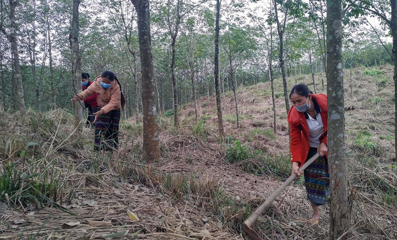Những nữ công nhân của các đội sản xuất thuộc Đoàn KTQP 79 chăm sóc cây cao su.