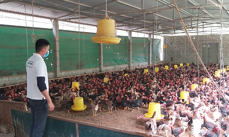 Mô hình chăn nuôi gà sạch quy mô lớn tại xã Trung Hóa. 