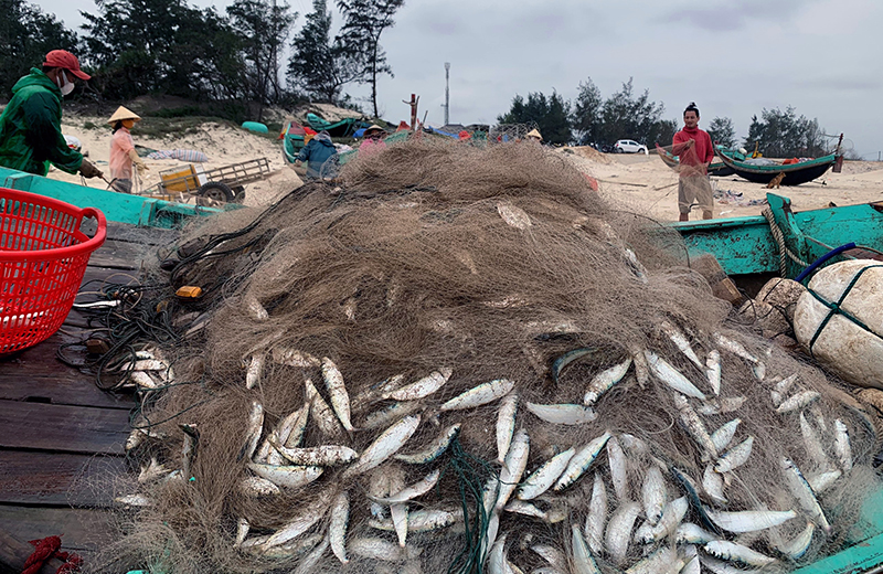  Ngư dân Hải Ninh (Quảng Ninh) được mùa cá trích.