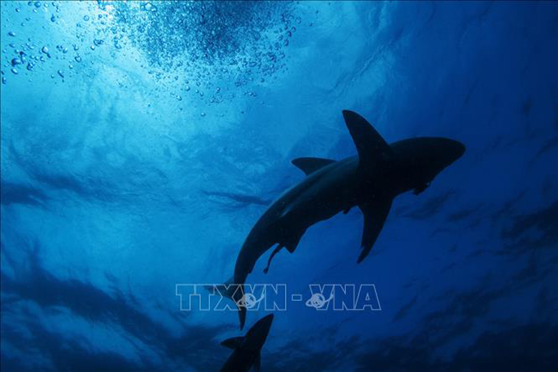 Cá mập tại Umkomaas, Nam Phi. Ảnh minh họa: AFP/TTXVN