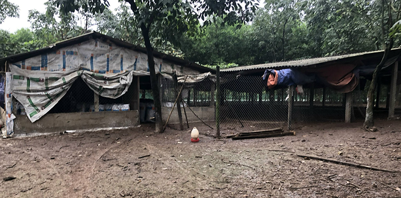 Trang trại chăn nuôi của ông Ngô Minh Linh, thôn Phú Xuân, xã Phú Thủy (Lệ Thủy) nơi bùng phát cúm gia cầm A/H5N1.