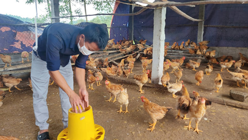 Từ nguồn vốn chính sách xã hội, gia đình anh Nguyễn Trường Giang đã vươn lên thoát nghèo nhờ mô hình chăn nuôi tổng hợp.