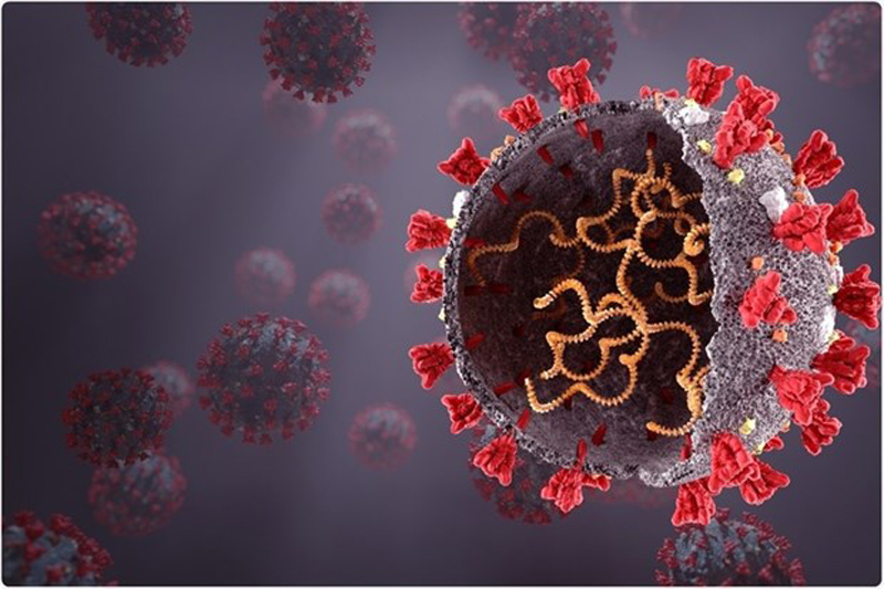 Các tế bào NK trong hệ miễn dịch phản ứng với virus SARS-CoV-2. (Nguồn: Shutterstock)