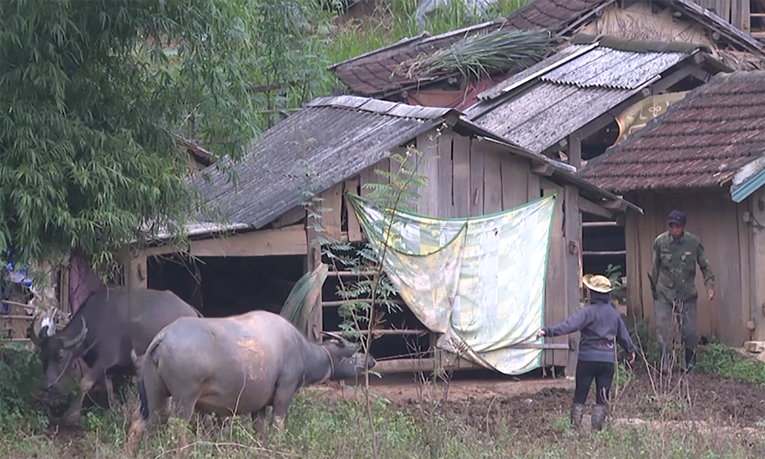 Người dân xã Tân Hóa (Minh Hóa) đưa trâu, bò vào chuồng để tránh rét đậm, rét hại.
