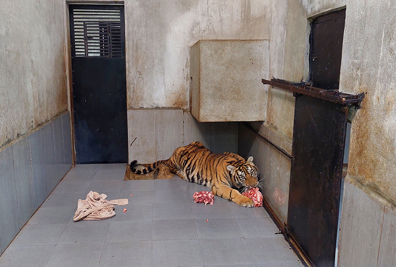 Vườn Quốc gia Phong Nha- Kẻ Bàng sẵn sàng tiếp nhận 7 cá thể hổ về nuôi